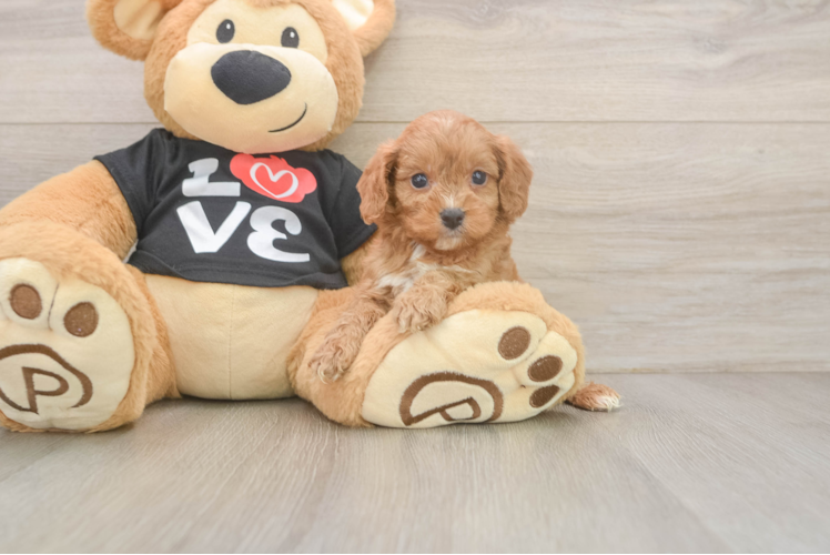 Little Cavipoo Poodle Mix Puppy
