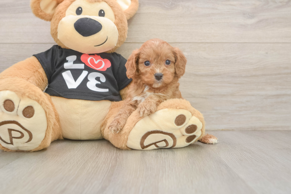 Little Cavipoo Poodle Mix Puppy