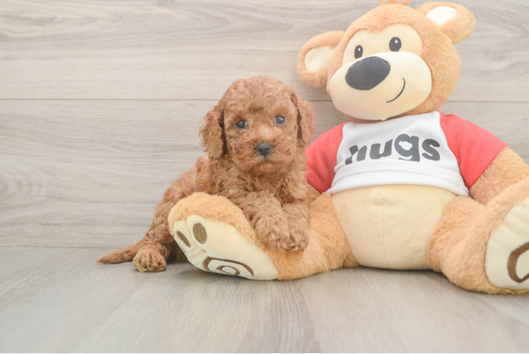 Cavapoo Pup Being Cute