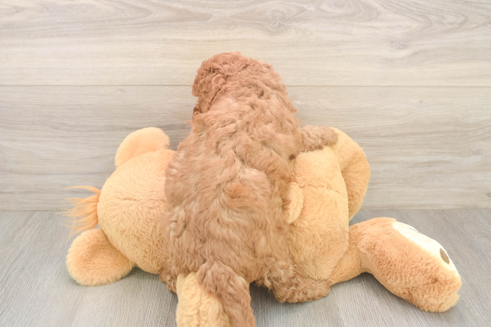 Funny Cavapoo Poodle Mix Pup