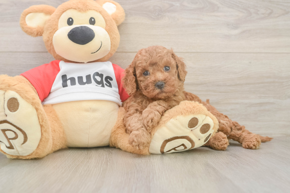 Cavapoo Pup Being Cute