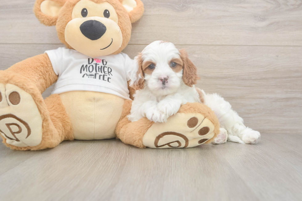 Cavapoo Pup Being Cute