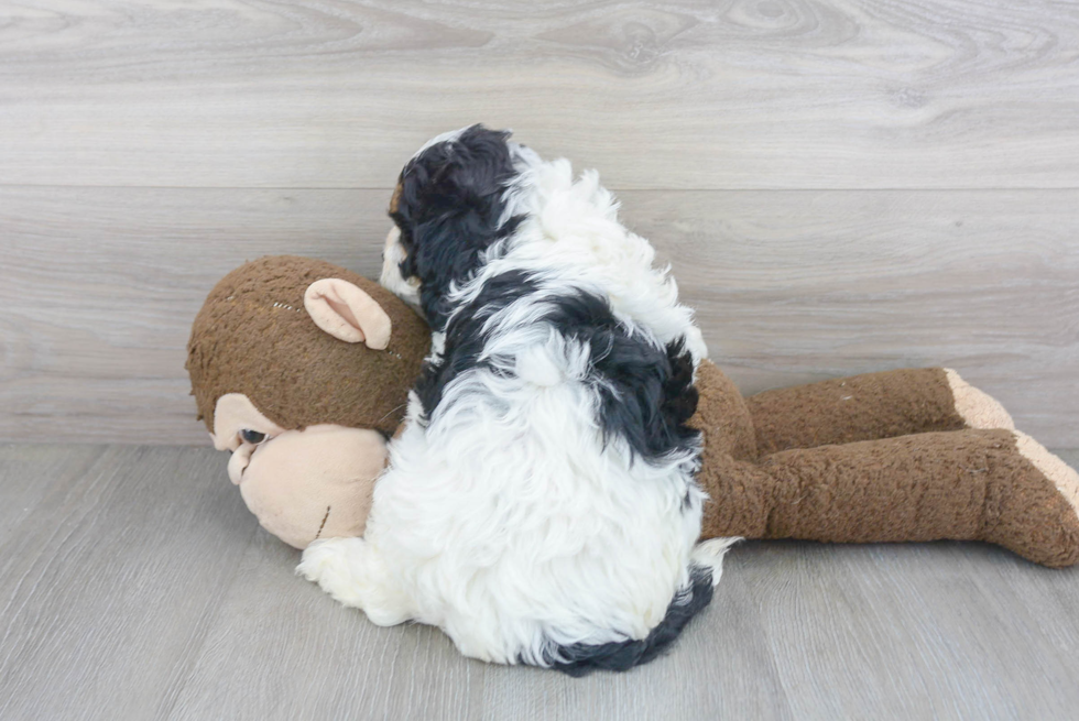 Cavapoo Puppy for Adoption