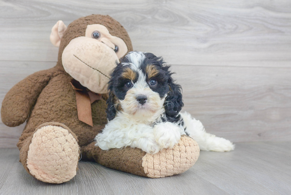 Best Cavapoo Baby