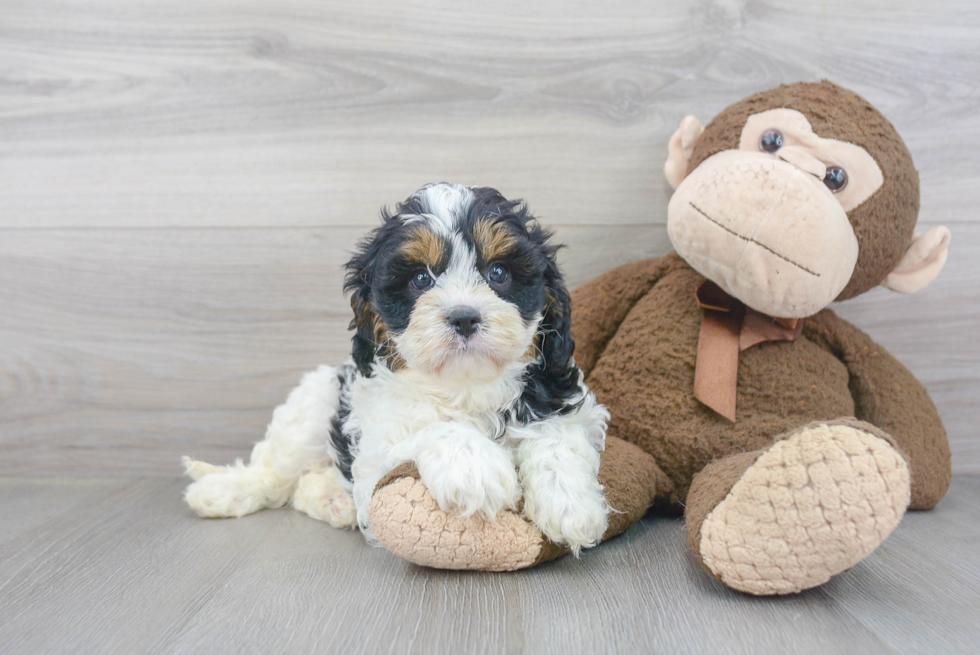 Cavapoo Pup Being Cute