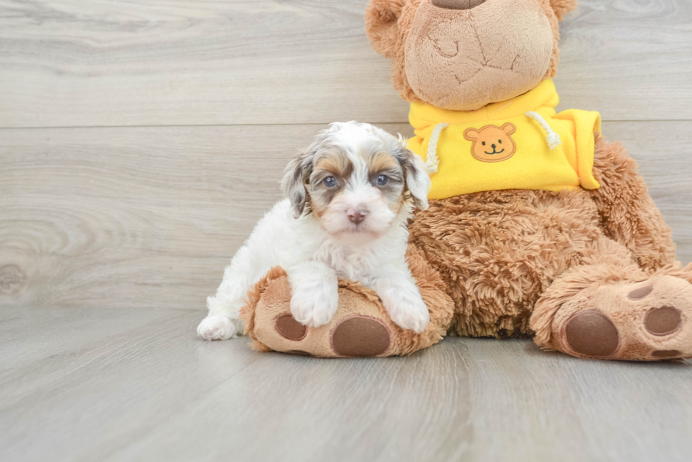 Sweet Cavapoo Baby