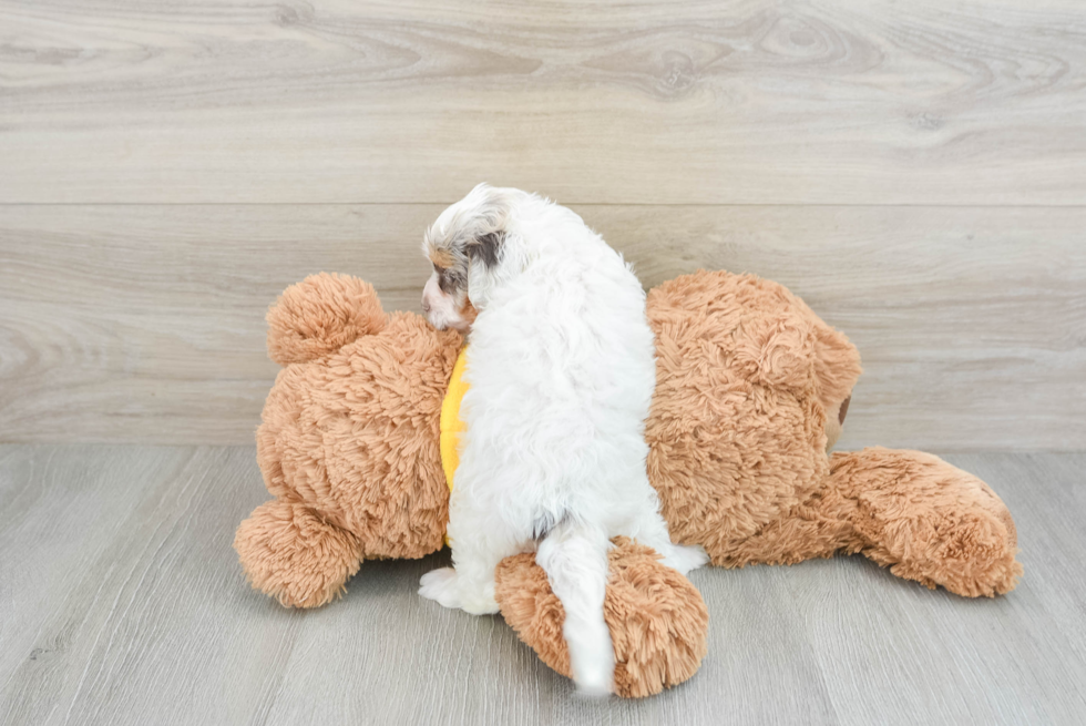 Adorable Cavalier King Charles Spaniel and Poodle Mix Poodle Mix Puppy