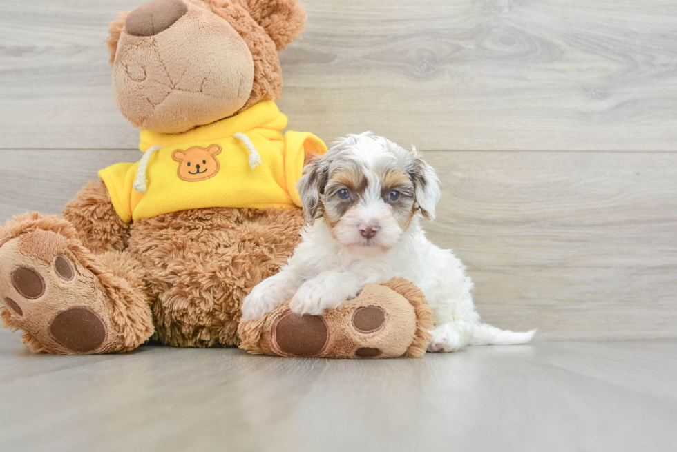 Energetic Cavoodle Poodle Mix Puppy