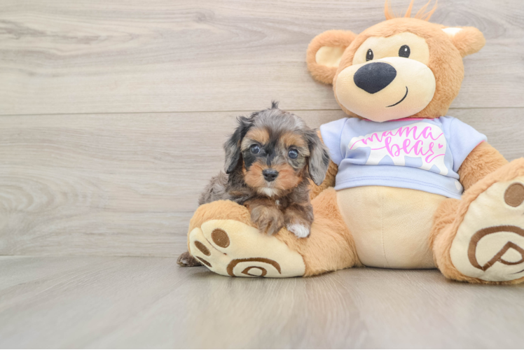 Best Cavapoo Baby