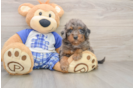 Best Cavapoo Baby