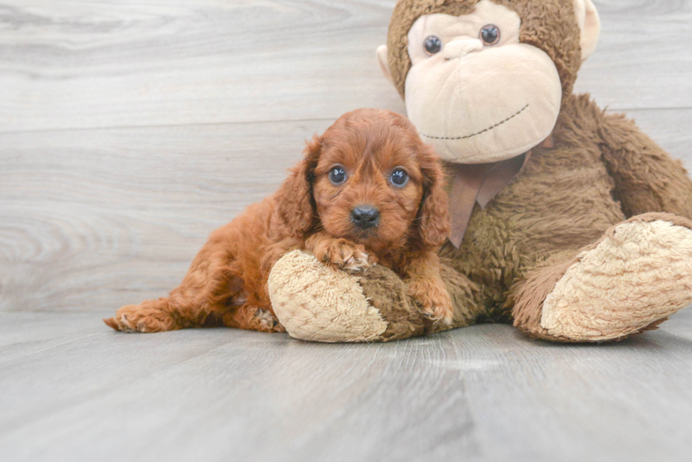 Cavapoo Pup Being Cute