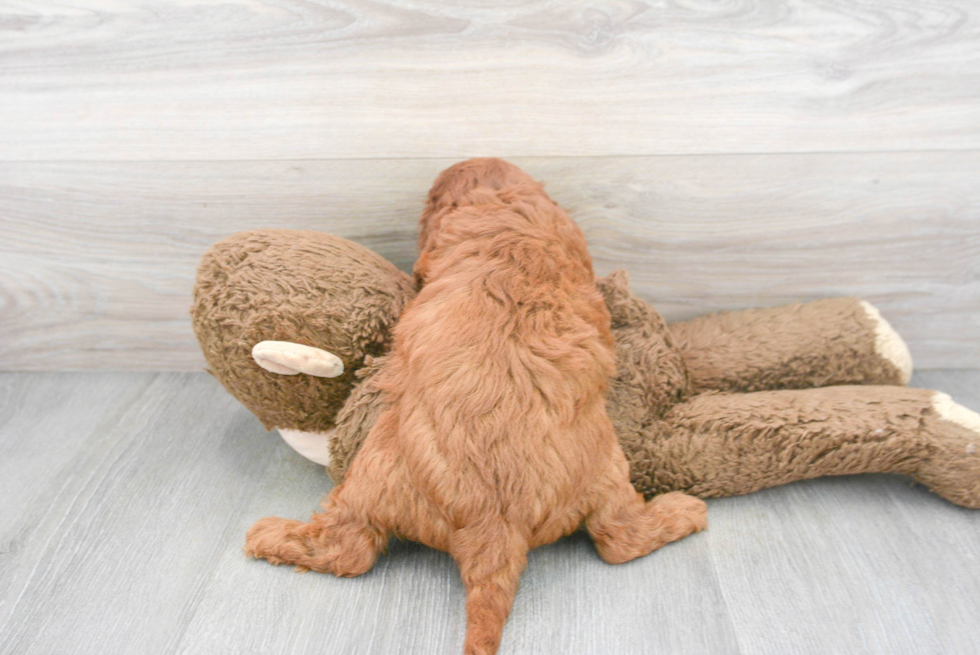 Funny Cavapoo Poodle Mix Pup