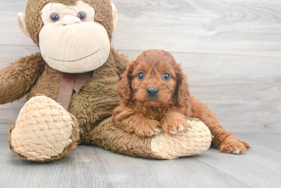 Happy Cavapoo Baby