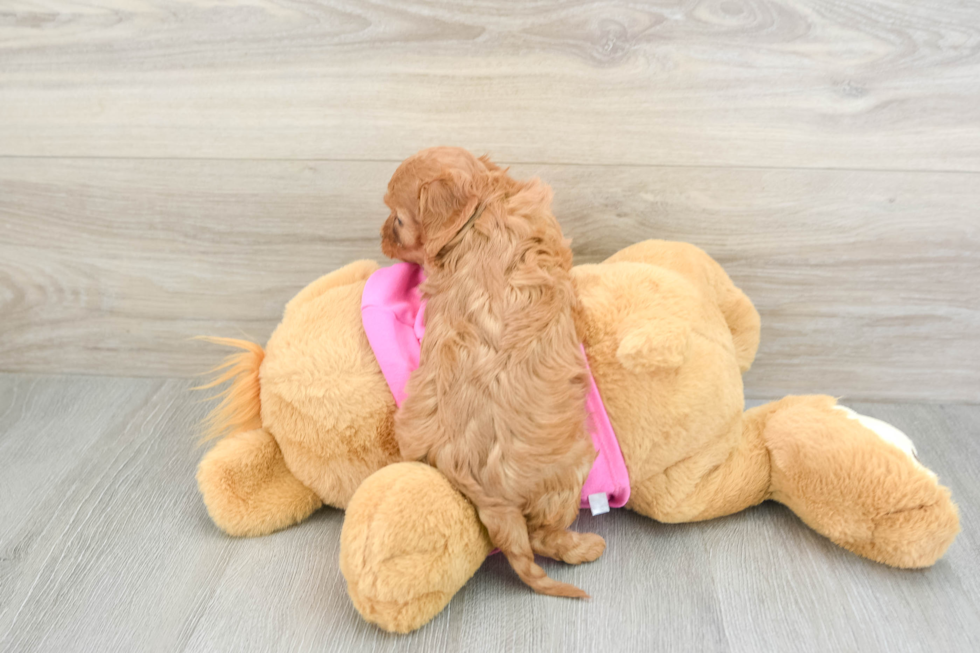 Cavapoo Pup Being Cute