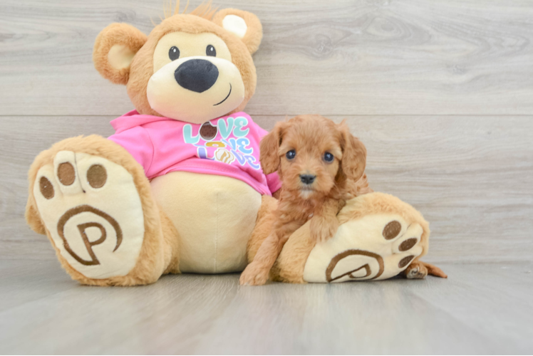 Small Cavapoo Baby