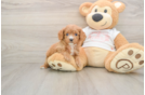 Cavapoo Pup Being Cute