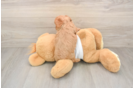 Best Cavapoo Baby