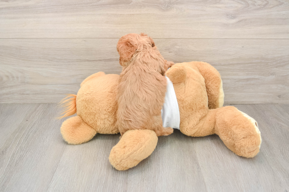 Best Cavapoo Baby