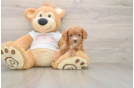 Cavapoo Pup Being Cute