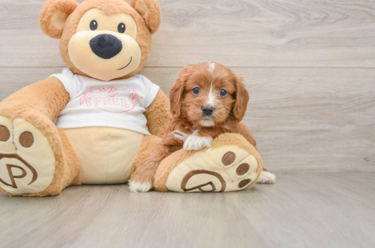 FAY, a Cavapoo littermate