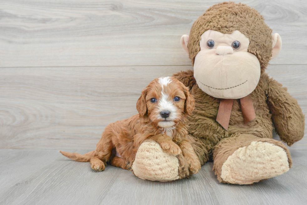 Fluffy Cavapoo Poodle Mix Pup