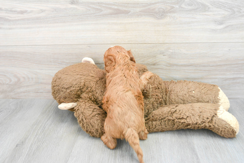Cavapoo Pup Being Cute