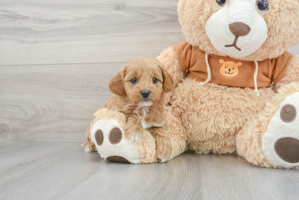 Cavapoo Puppy for Adoption