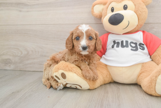 Cavapoo Puppy for Adoption