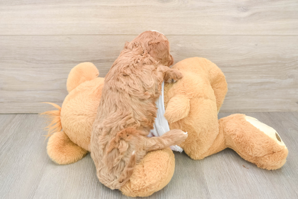 Smart Cavapoo Poodle Mix Pup