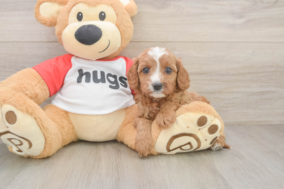 Cavapoo Puppy for Adoption