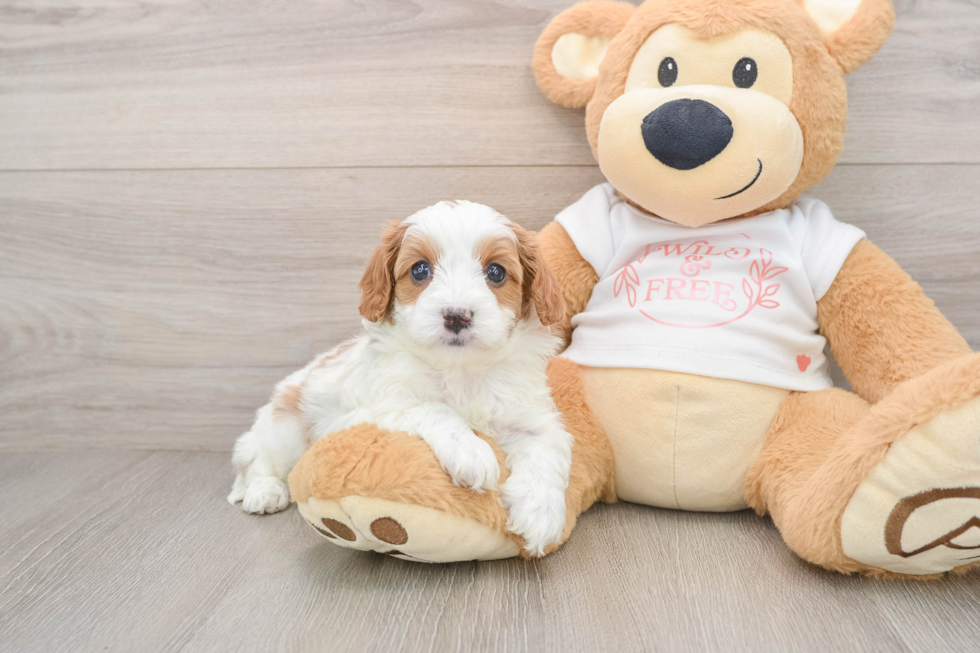 Small Cavapoo Baby