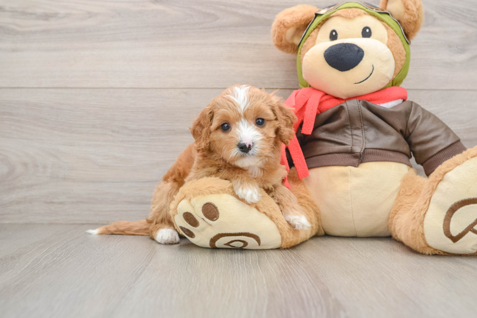 Cavapoo Pup Being Cute