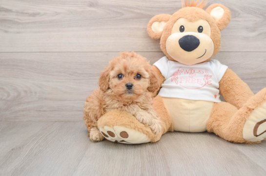 Cavapoo Pup Being Cute