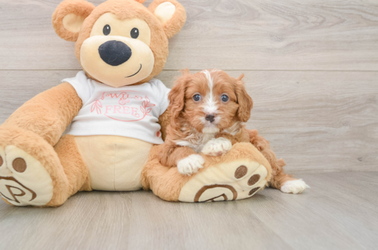 FERGIE, a Cavapoo littermate