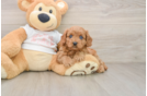 Happy Cavapoo Baby