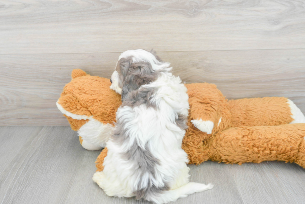 Adorable Cavoodle Poodle Mix Puppy