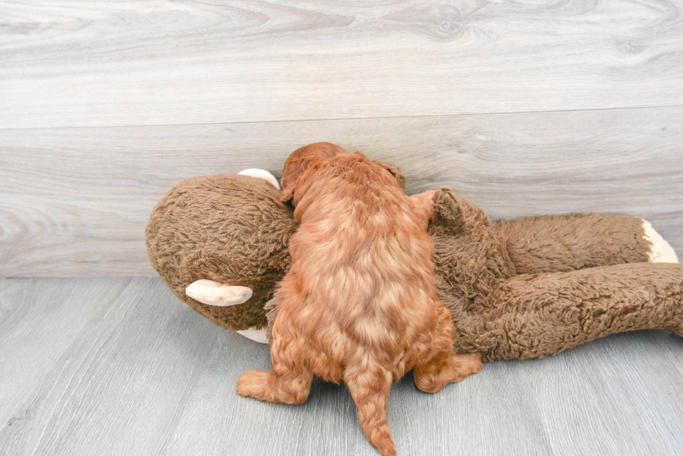 Hypoallergenic Cavoodle Poodle Mix Puppy