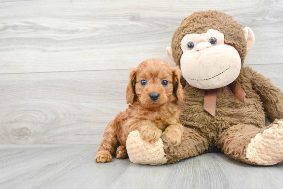 Little Cavoodle Poodle Mix Puppy