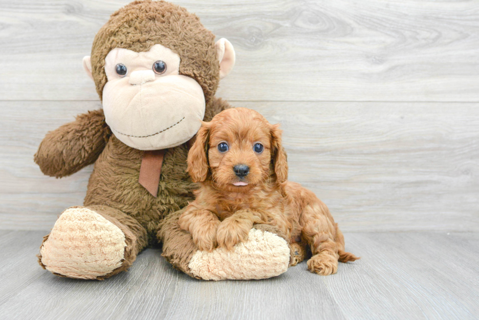 Sweet Cavapoo Baby