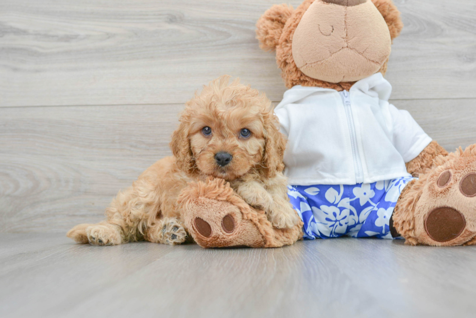 Cute Cavapoo Baby
