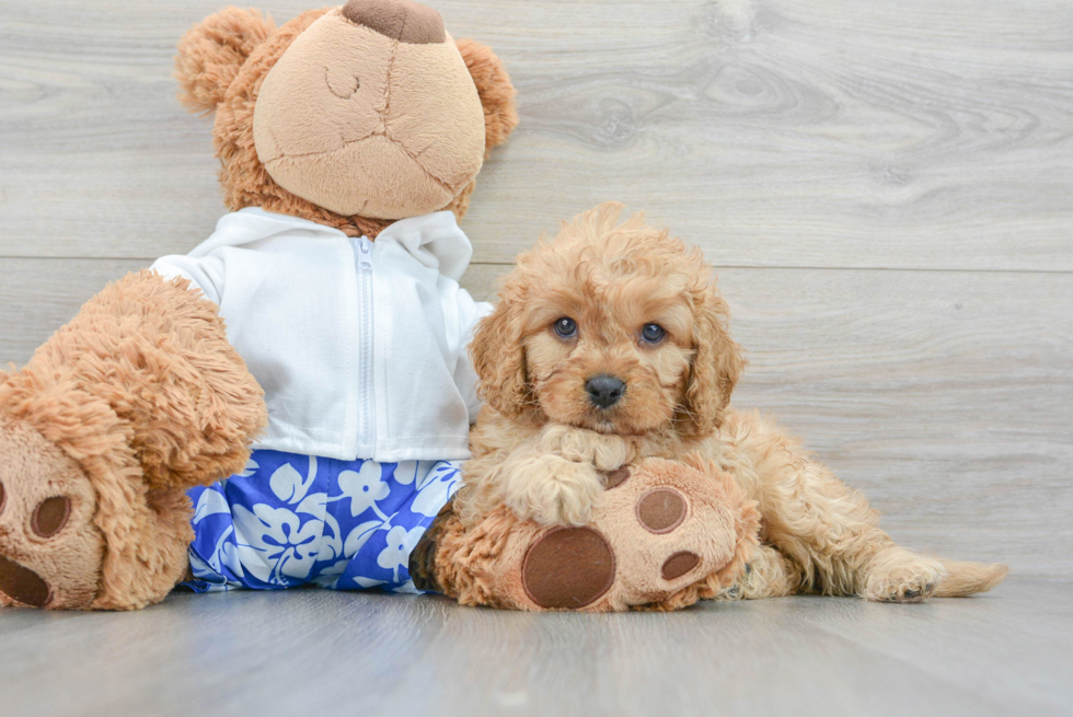 Best Cavapoo Baby