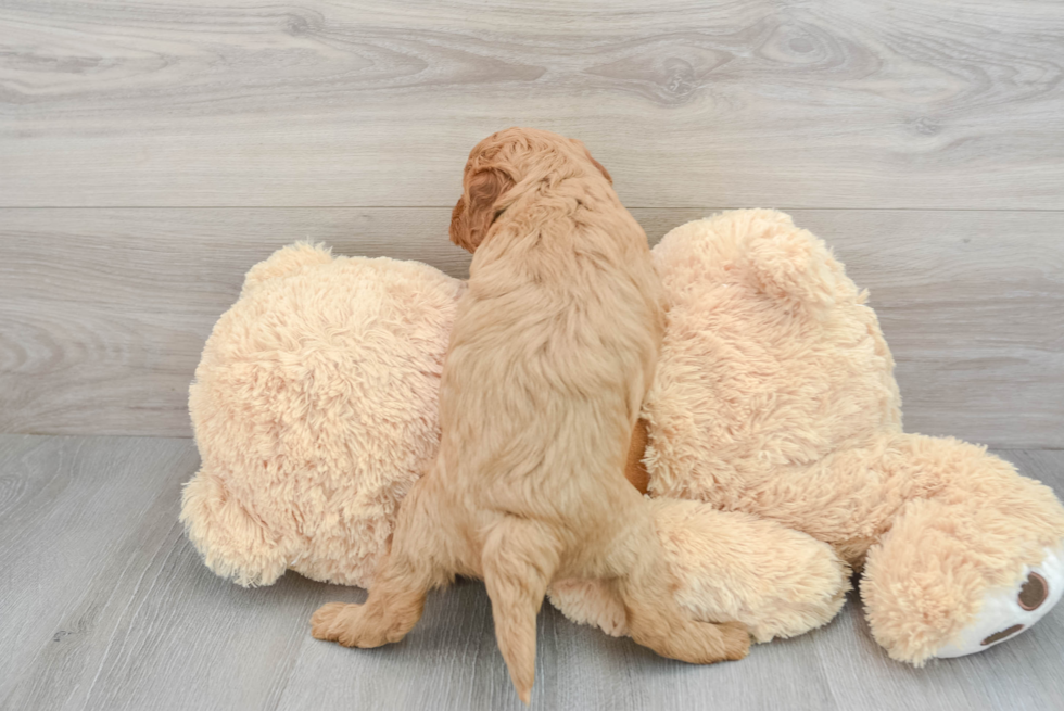 Hypoallergenic Cavoodle Poodle Mix Puppy