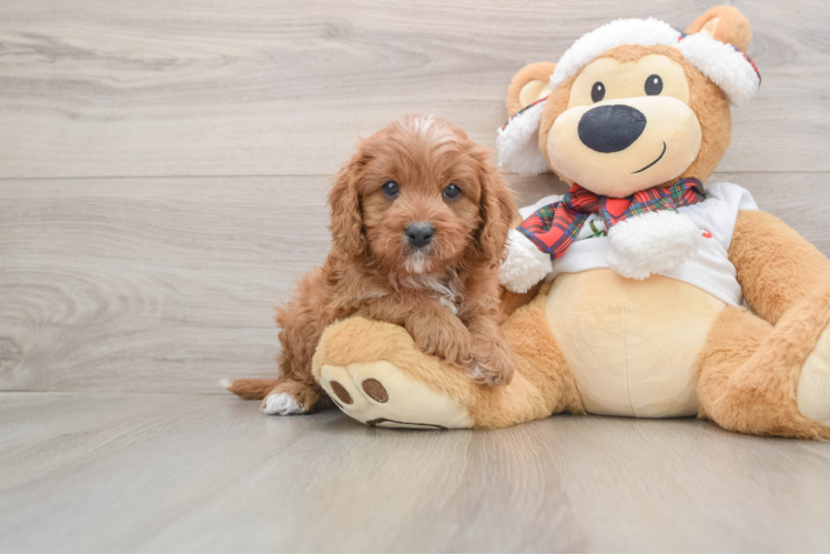 Cavapoo Puppy for Adoption