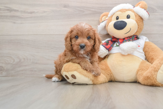 Cavapoo Puppy for Adoption