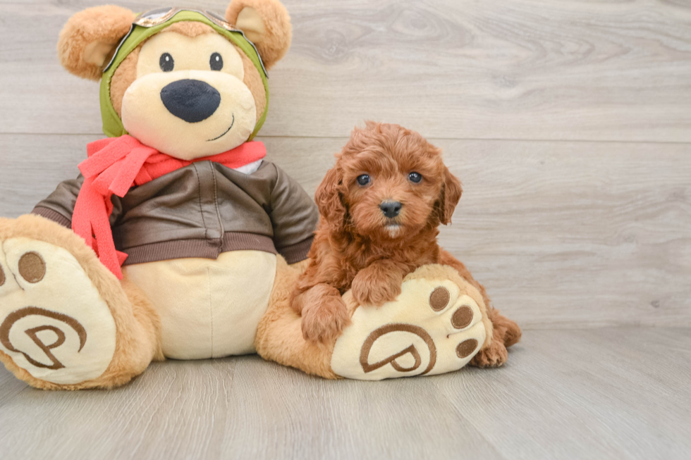 Friendly Cavapoo Baby