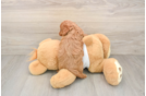 Best Cavapoo Baby