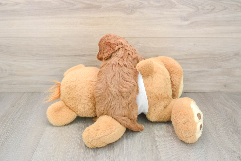 Best Cavapoo Baby