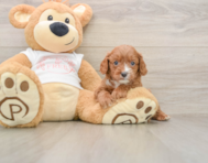 7 week old Cavapoo Puppy For Sale - Premier Pups