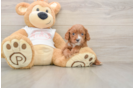 Adorable Cavalier King Charles Spaniel and Poodle Mix Poodle Mix Puppy