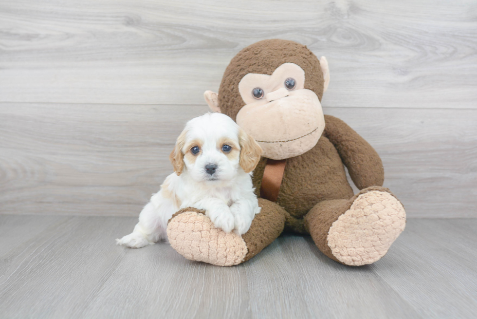 Best Cavapoo Baby